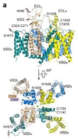 颜宁团队又破解了一个Cav介导钙离子通道构造